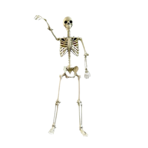 Esqueleto Realista 90 cm | Memento Mori Activo