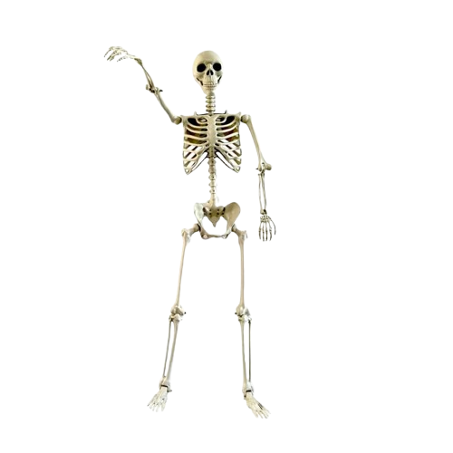 Esqueleto Realista 90 cm | Memento Mori Activo